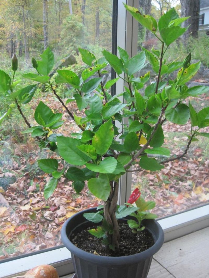 Temperature needs determine when a plant comes inside
