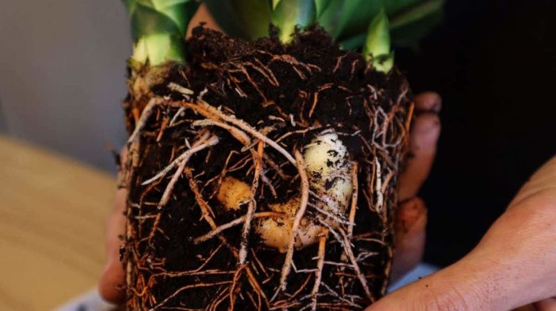 Check the soil, pot, and roots before changing care