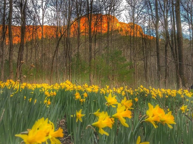 Daffodils (Narcissus)