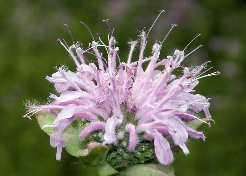 Wild Bergamot (Monarda fistulosa)