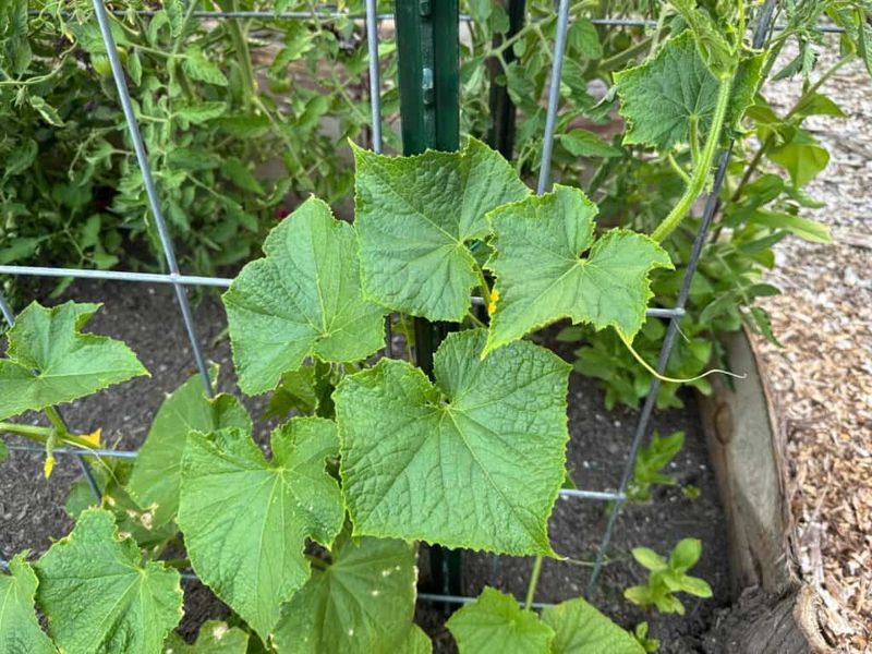 Excess nitrogen can favor vines over fruit