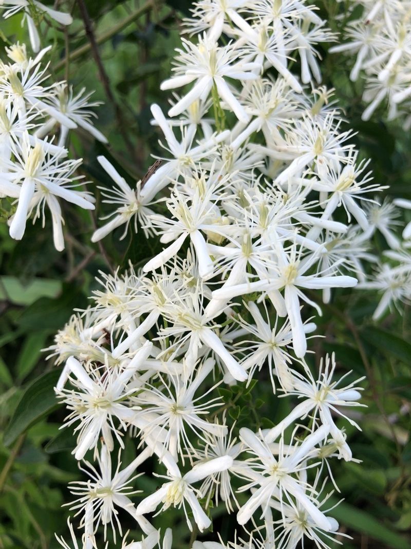 Chinese Clematis (Clematis chinensis)