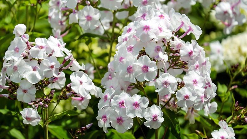 Mountain Mint and Evening Phlox Pairing: Garden Phlox
