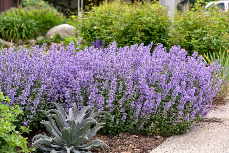 Nepeta (Catmint)