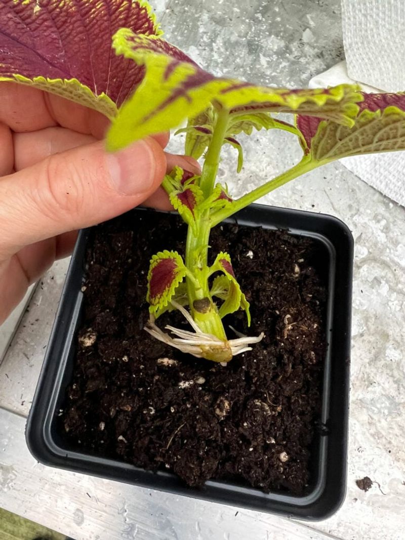 Pot the cutting when its roots reach about an inch