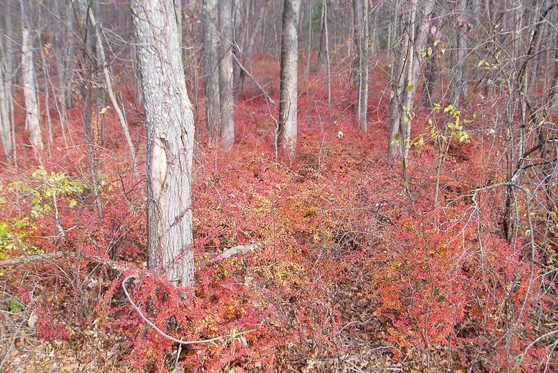 Letting Japanese Barberry and Other Invasives Take Over