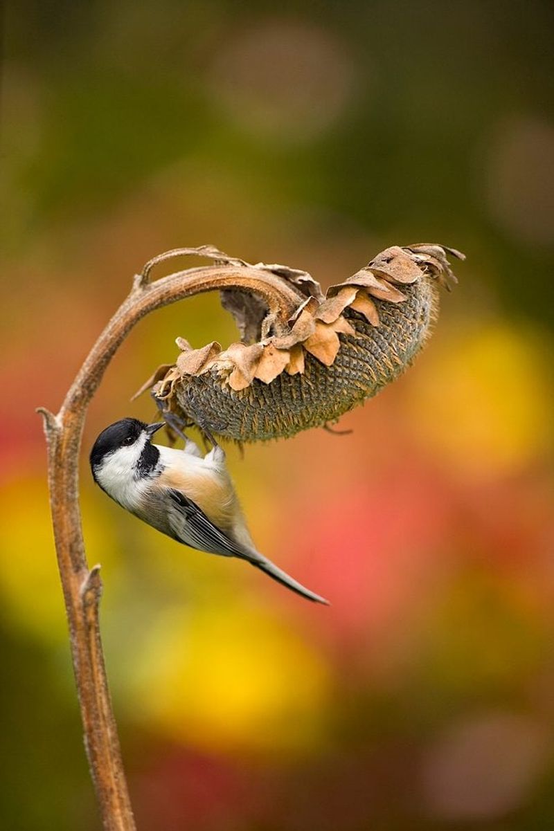 Black-capped Chickadee