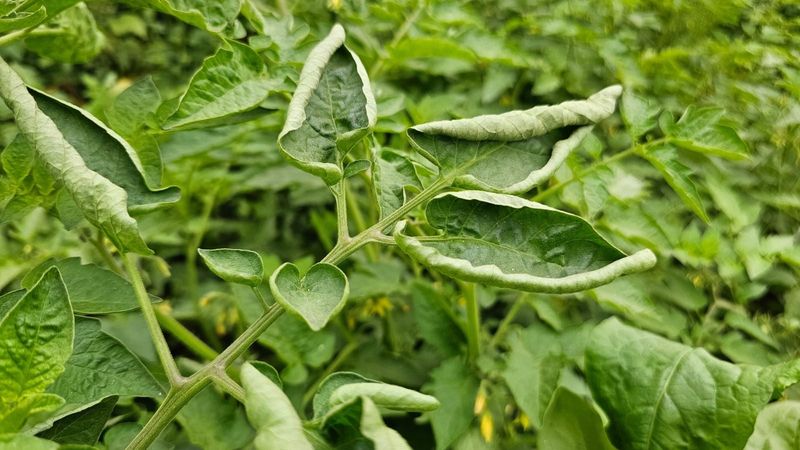 Why summer heat can curl tomato leaves—but does not explain every case