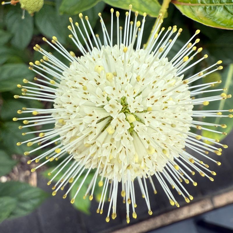 Buttonbush (Cephalanthus occidentalis)