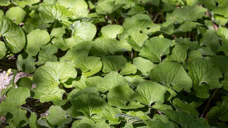 Wild Ginger