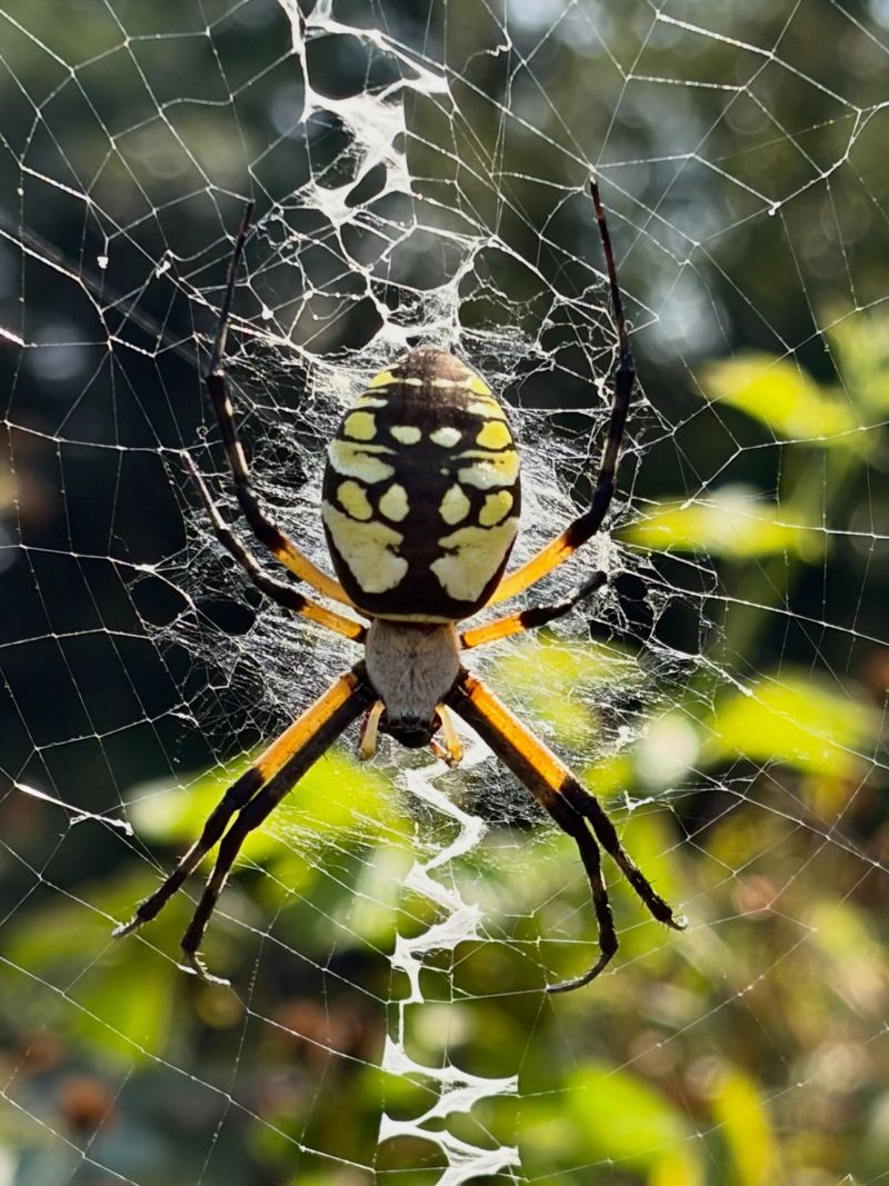 Leave the web when you can