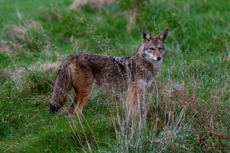 Protect the fox, pets, and other backyard animals
