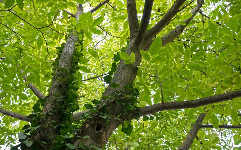 Cut tree-climbing vines instead of pulling them down