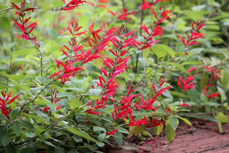 Pineapple Sage (Salvia elegans)