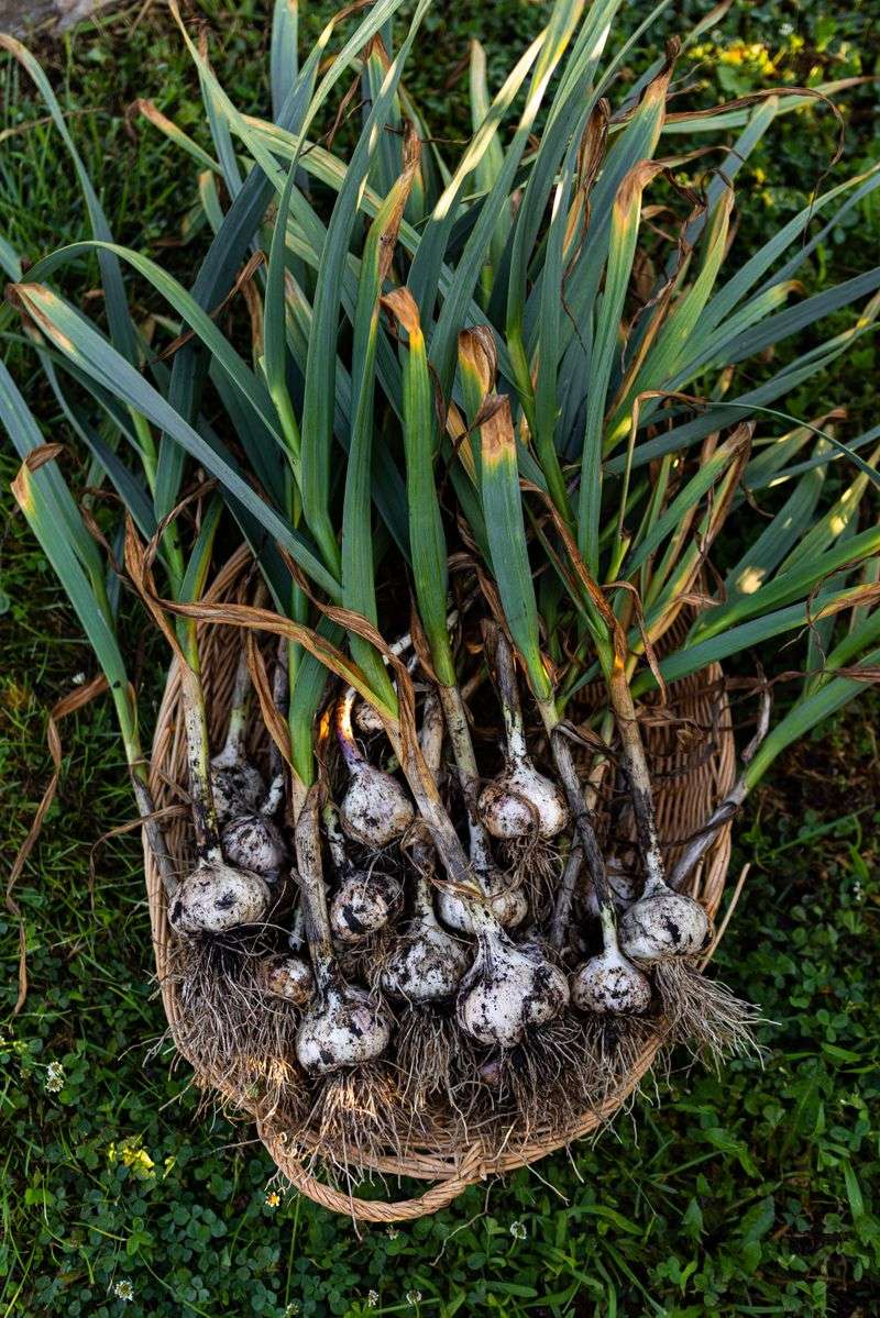 Fall planting improves the odds, not the guarantee