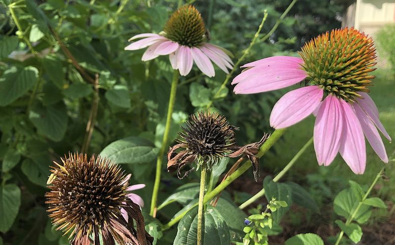 The headline gets the coneflower decision wrong