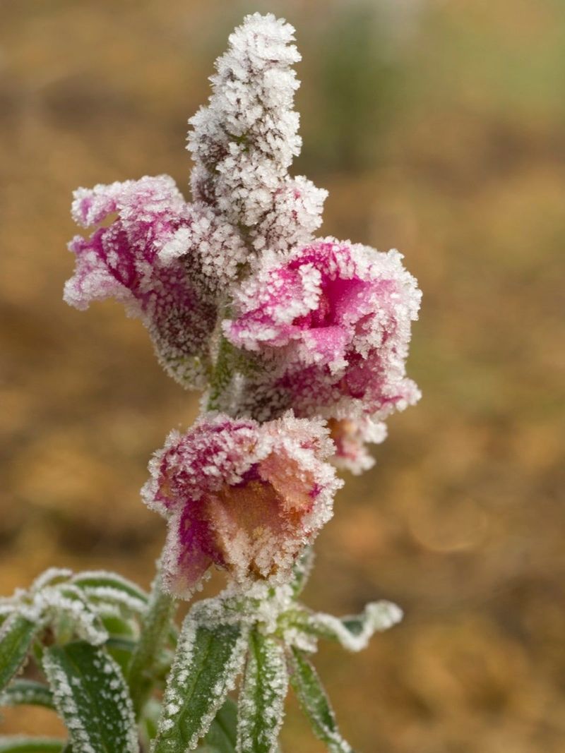 Snapdragons