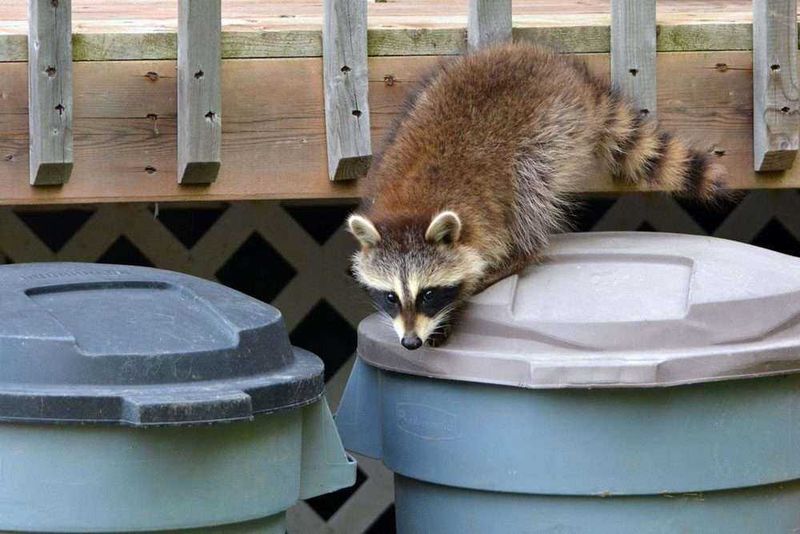 Remove easy human-provided food without stripping away habitat