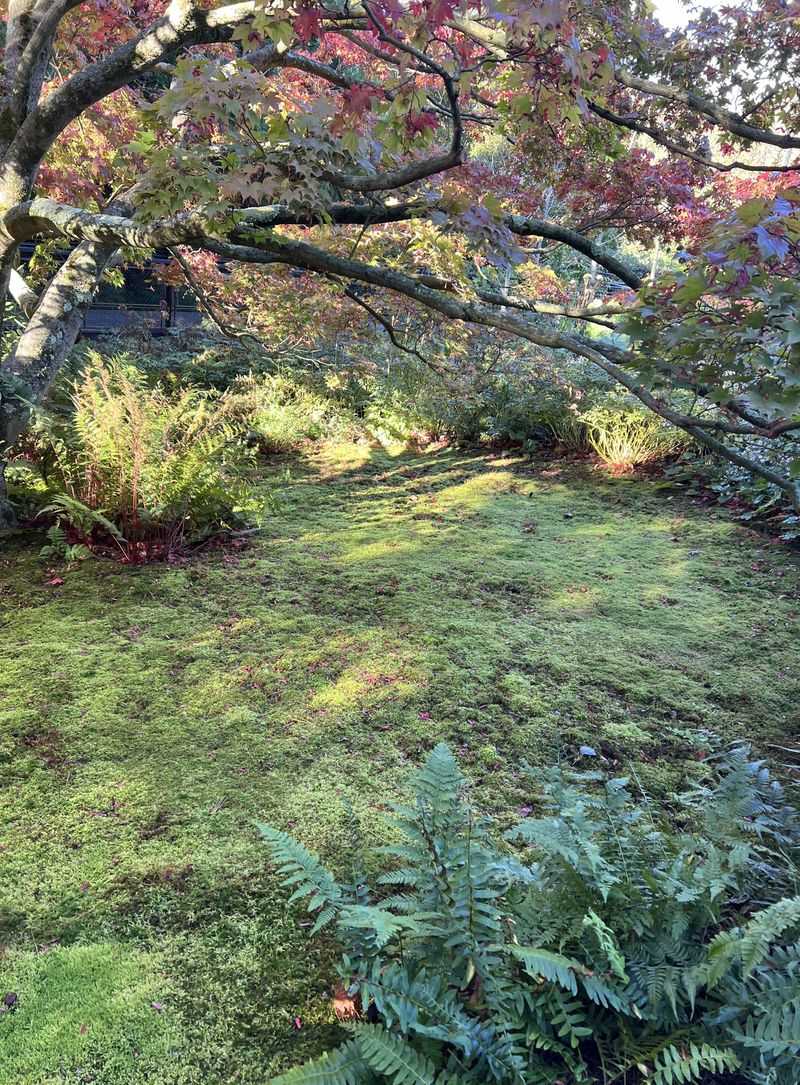 Your Lawn Isn't Getting Enough Sunlight
