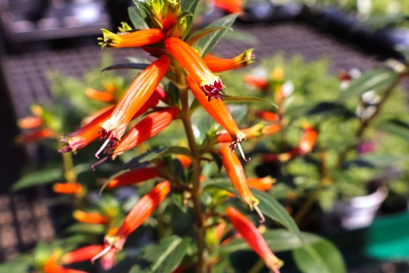 Cuphea 'Vermillionaire' (Firecracker Plant)
