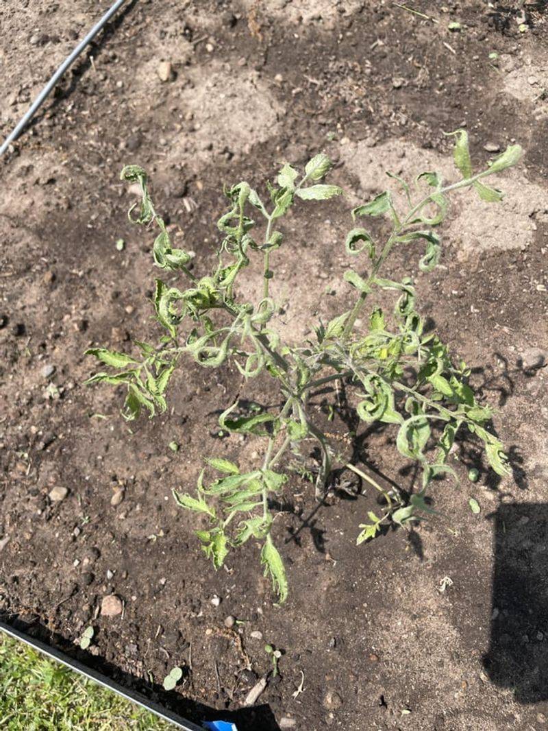 Compacted or Poorly Drained Soil
