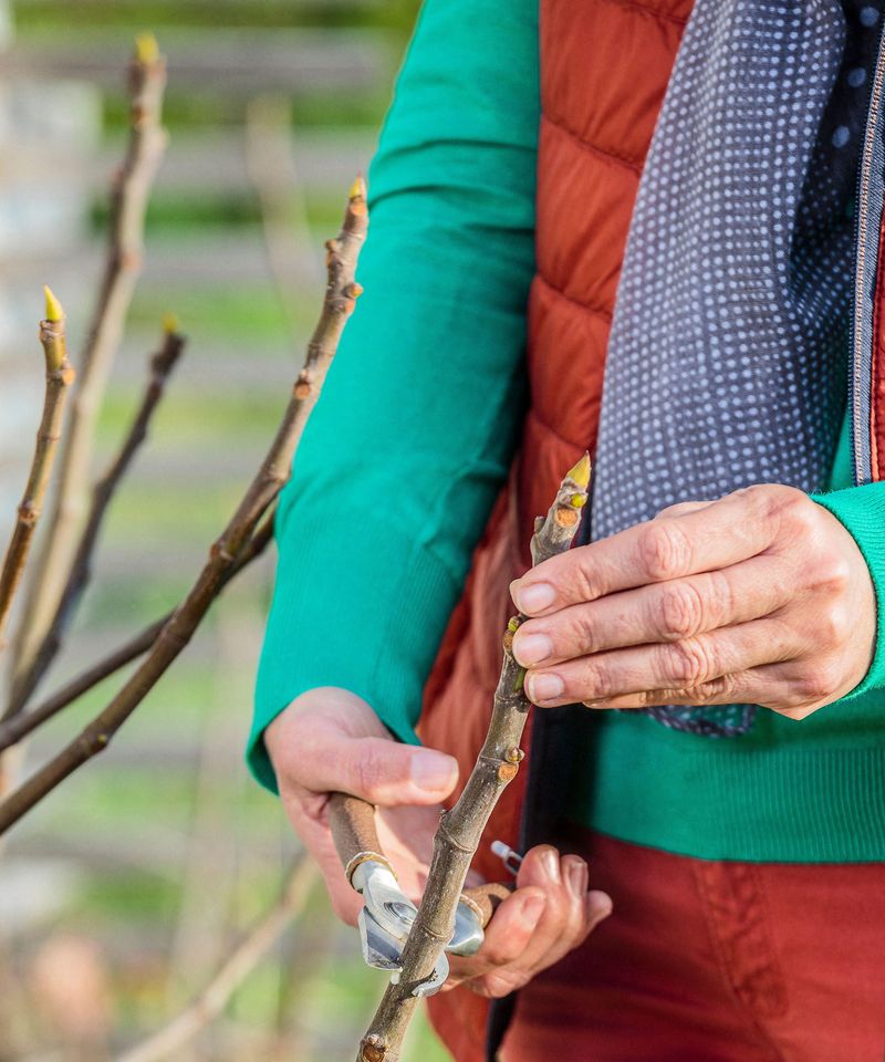 Remove unwanted branches at the branch collar