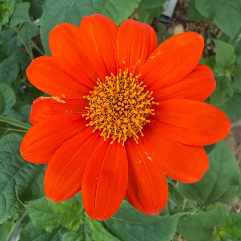 Mexican Sunflower (Tithonia rotundifolia)