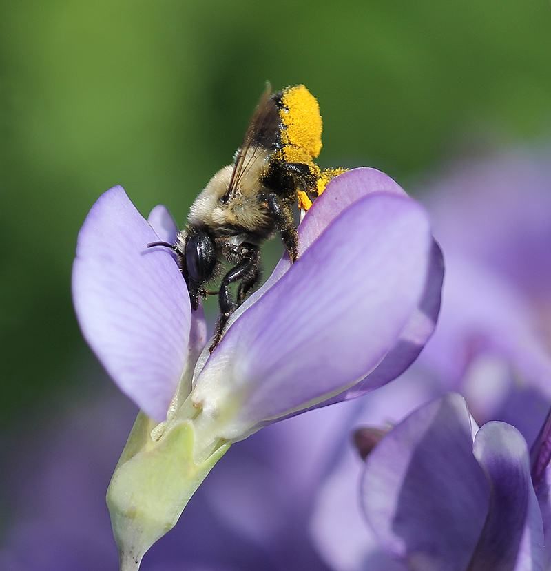 What the bee may reveal about your yard—and what it cannot