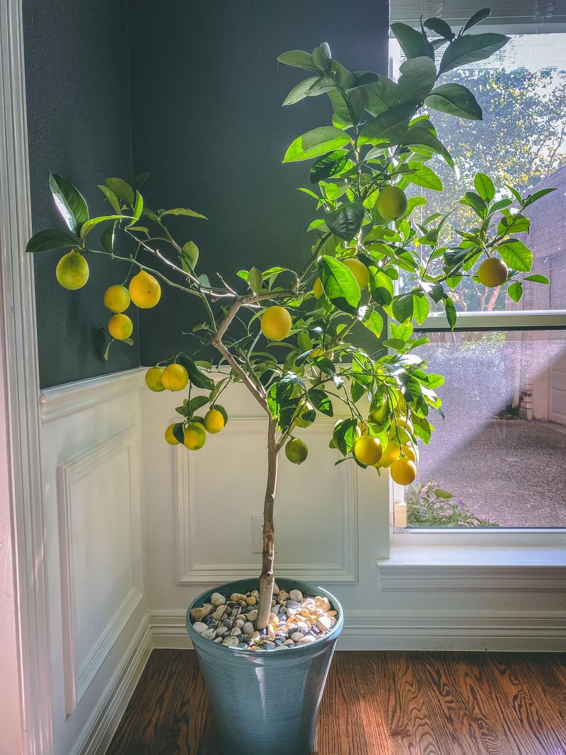 Give the lemon its brightest indoor spot