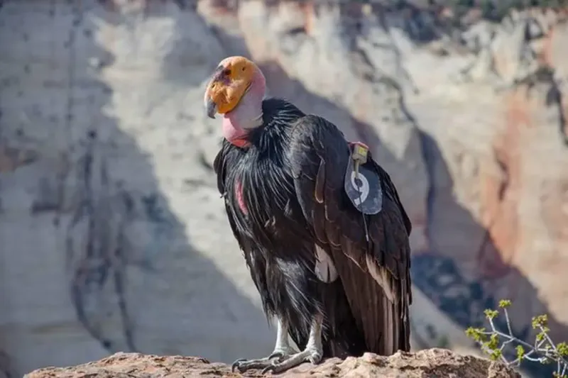 California Condor