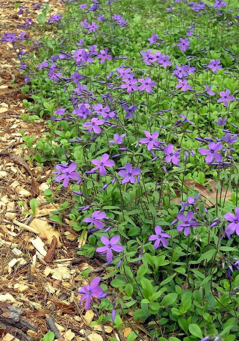 Creeping Phlox (Phlox stolonifera)