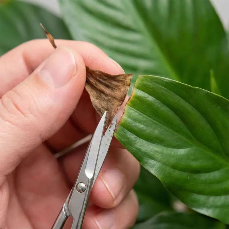 Trim the old damage and watch the new growth