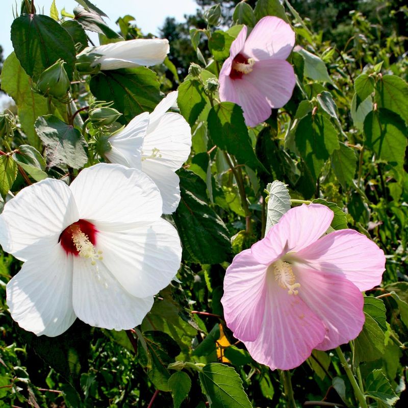 Verify the species and inspect the plant’s form
