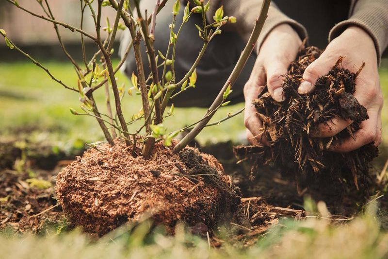 Use hand removal and mulch in garden beds