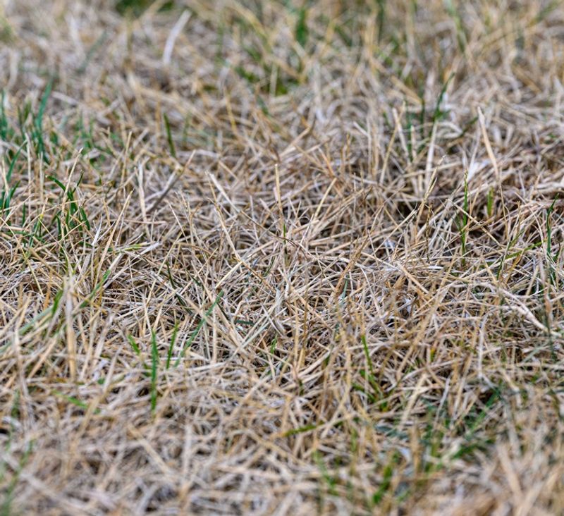 Fall growth depends on the grass