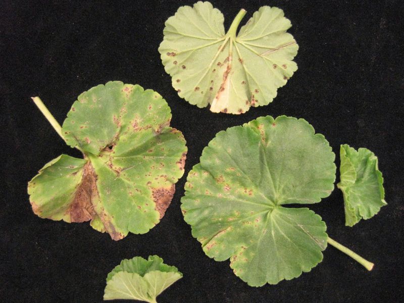 Water-soaked lesions or dark stems raise a disease concern