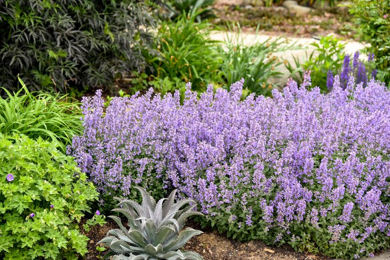 Catmint (Nepeta)