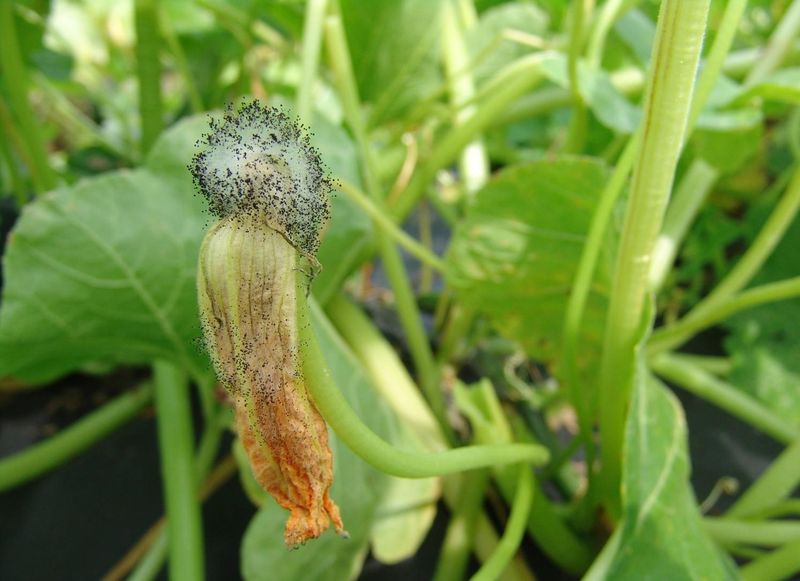Check moisture, heat, disease, and pests before blaming the bees