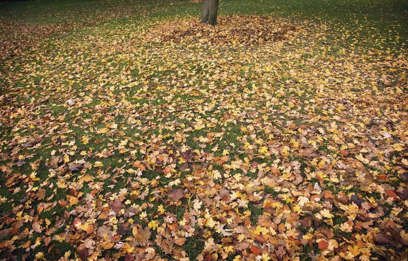 Use visible grass to judge leaf cover