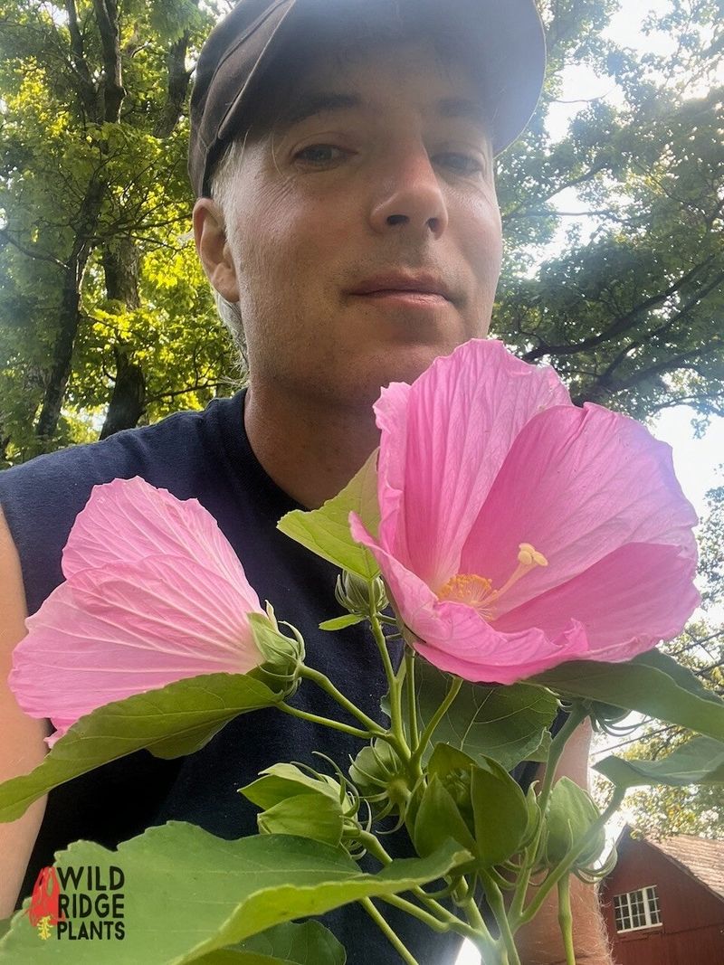 Swamp Rose Mallow