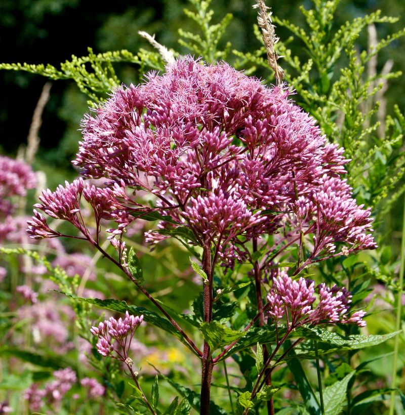 Joe Pye Weed (Eutrochium fistulosum)