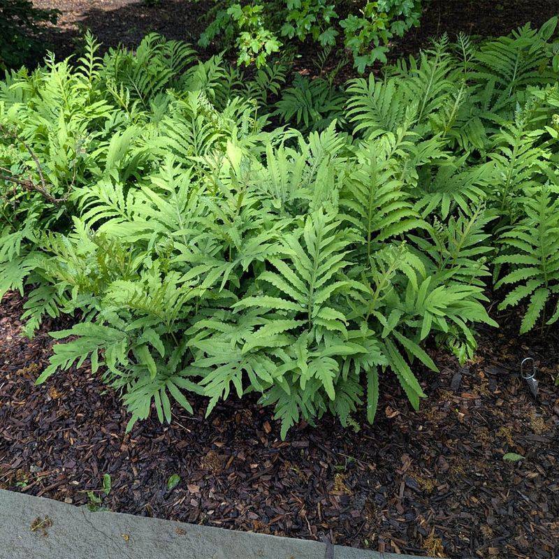 Sensitive Fern (Onoclea sensibilis)