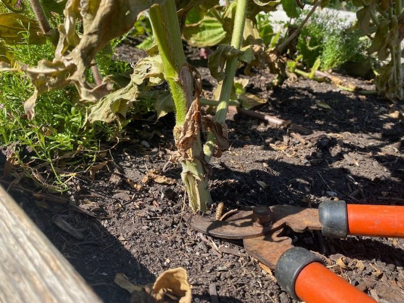 Remove diseased vines and fallen leaves