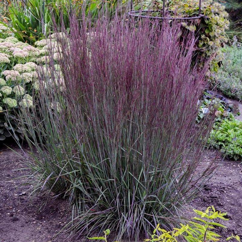 Why this bunchgrass handles heat, sun, and lean soil
