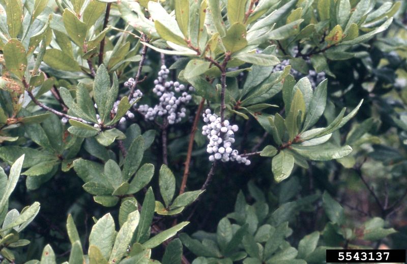 Meet the native screen that can replace privet