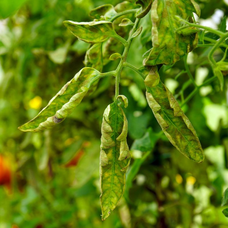 Yellowing, mottling, stunting, and fruit marks raise disease concerns