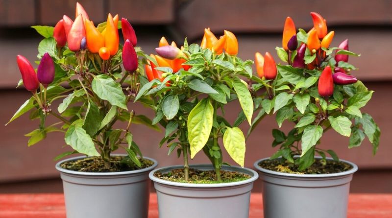 Feed Container Peppers More Often Than Ground Beds
