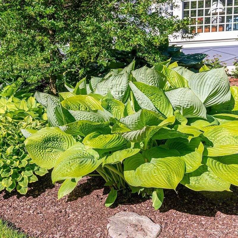 Hosta