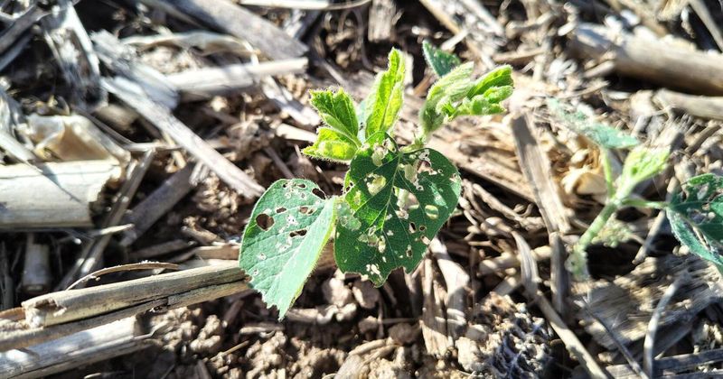 Check for real pest damage before reaching for a spray