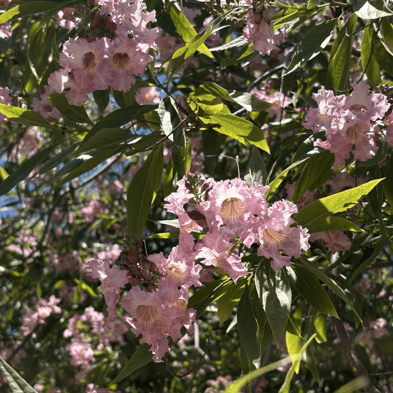 Chitalpa (x Chitalpa tashkentensis)